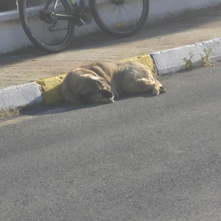 Maltepe Belediyesi Askeri Lojmanda Tehlikeli Köpek Sorunu