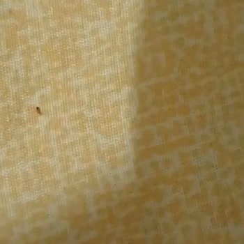 Vivense'den Alınan Baza Setinde Tahta Kurusu Sorunu