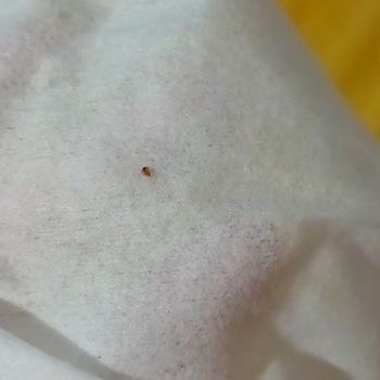 Vivense'den Alınan Baza Setinde Tahta Kurusu Sorunu