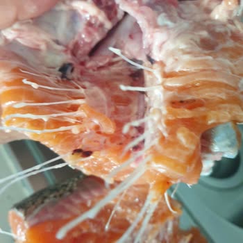 Bayat Balık Şoku: Migros'tan Aldığım Somon Taze Çıkmadı