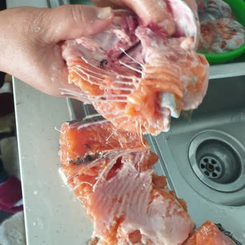 Bayat Balık Şoku: Migros'tan Aldığım Somon Taze Çıkmadı