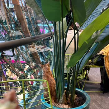 AVM'de Yemek Yerken Yaşanan Hijyen Sorunu