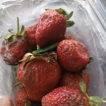 Bozuk Çilek Ve Yetersiz Müşteri Hizmetleri