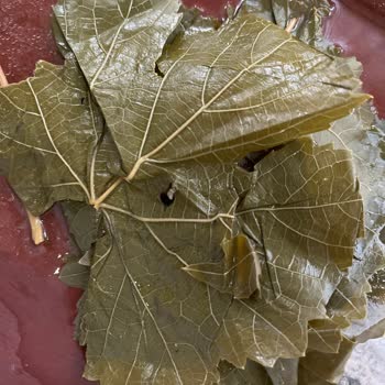 Kart Yapraklar: Gurme 212 Hayal Kırıklığı