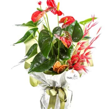 İş Tebriği İçin Gönderilen Solmuş Çiçeklerle Rezil Oldum