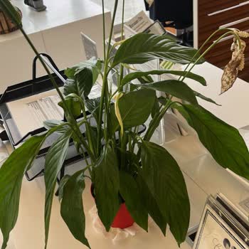 İş Tebriği İçin Gönderilen Solmuş Çiçeklerle Rezil Oldum