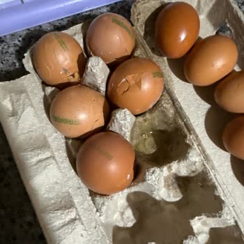 Kırık Yumurtalar Ve İletişim Sorunları