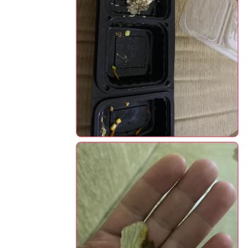 Eksik Sipariş Ve Çürük Sebzelerle Karşılaşma