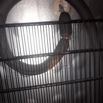 Altus Derin Dondurucuda Tasarım Hatası Ve Küf Sorunu