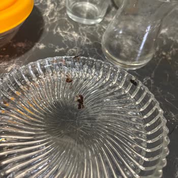 Bulaşık Makinesi Performans Sorunu