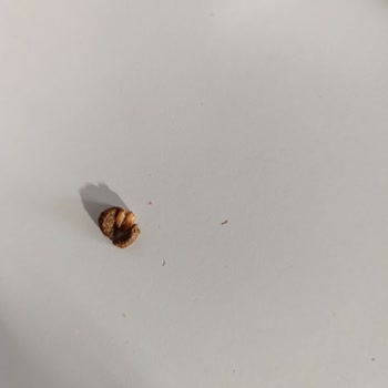 Sahte Kedi Maması Skandalı