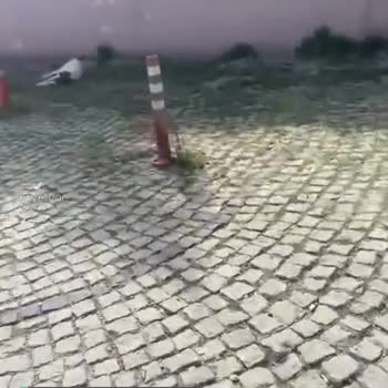Düzce Belediyesi İlgisizliği, Saldırgan Sokak Köpekleri