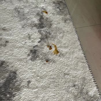 Trendyol'dan Aldığım Mama Kedimi Hasta Etti