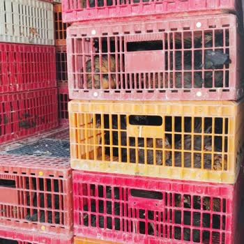 Yanıltıcı Tavuk Satışı Ve Müşteri Hizmetleri Sorunu