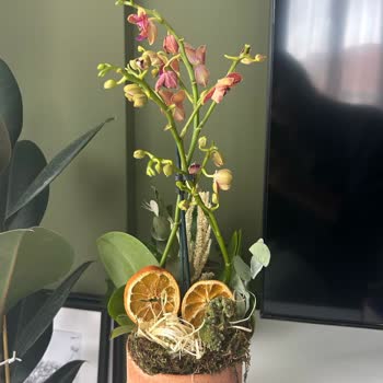 Çiçek Siparişi Fiyaskosu: Geç Teslimat Ve Müşteri Hizmetleri Sorunu