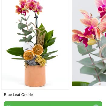 Çiçek Siparişi Fiyaskosu: Geç Teslimat Ve Müşteri Hizmetleri Sorunu