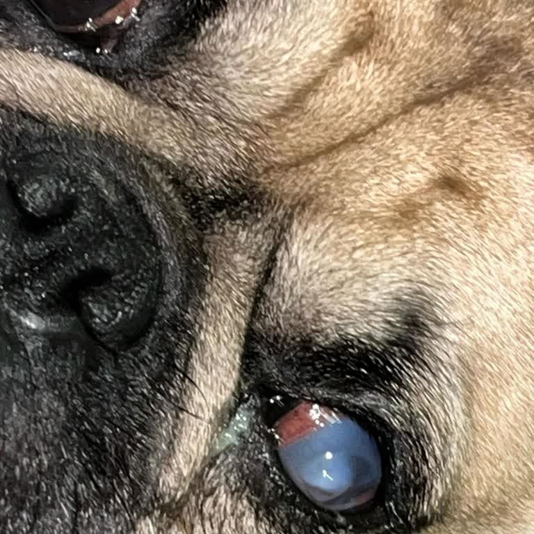 Yanlış Teşhis Ve İhmaller Köpeğimin Sağlığını Tehlikeye Attı