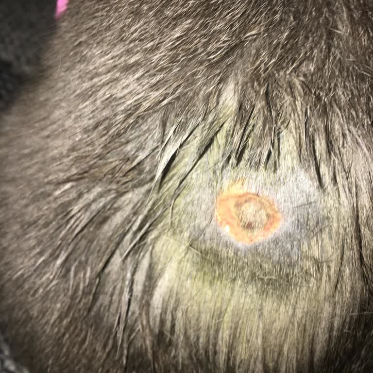 Farmina N&D, problemas de salud en mi gato tras su uso