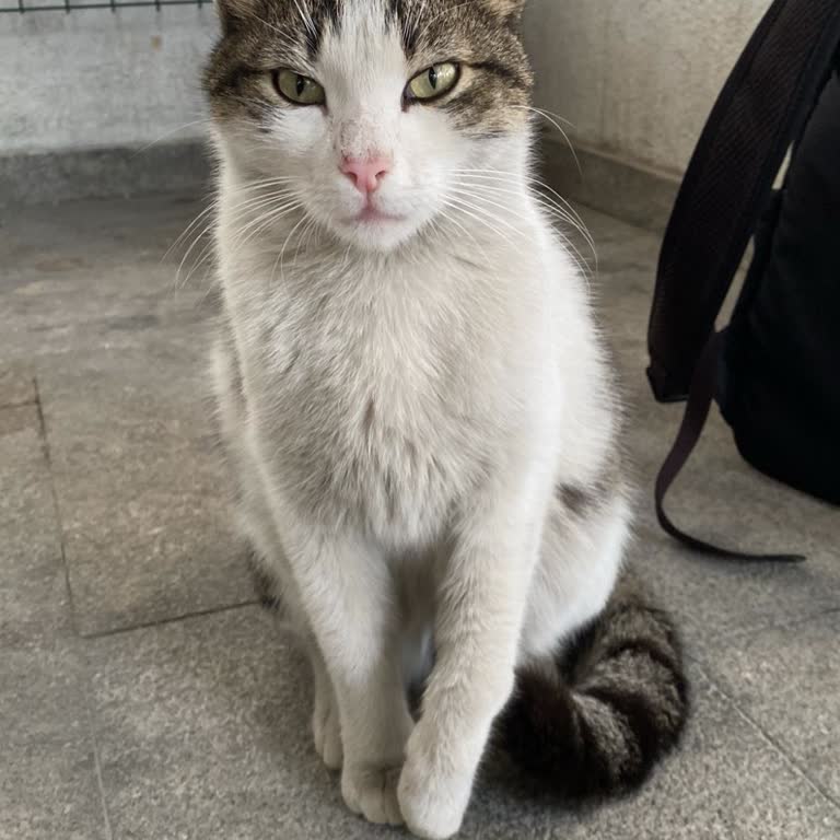 Bağcılar Belediyesi Veteriner Hizmetlerinin Yetersizliği Ve İhmalkarlığı