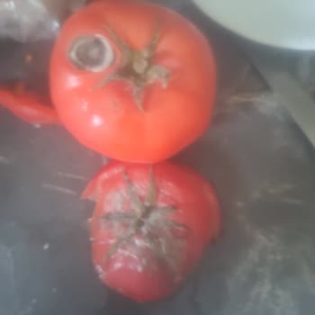 Bozuk Domatesler Ve Umursamaz Müşteri Hizmeti