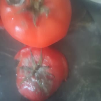 Bozuk Domatesler Ve Umursamaz Müşteri Hizmeti