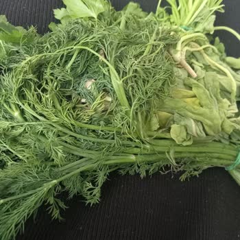 Buzdolabım Sebzeleri Donduruyor, Servis Çözüm Sunmuyor