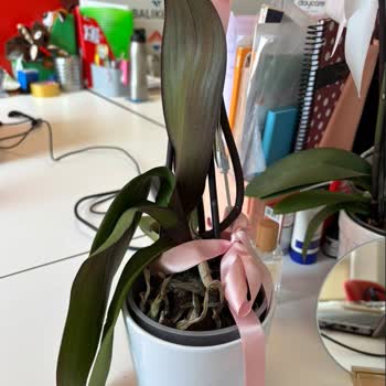 Çiçek Sepeti'nden Aldığım Orkide Hayal Kırıklığı Yarattı!