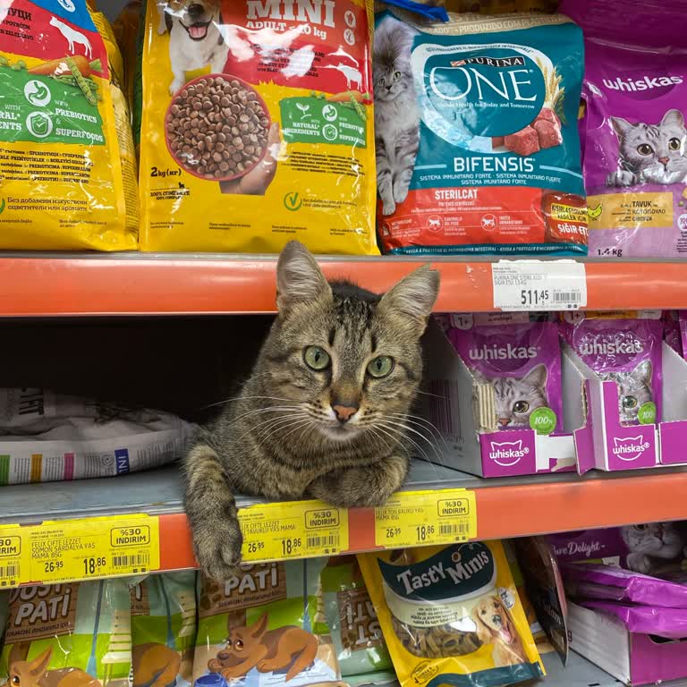 Migros Mağazasında Kedilerin Aniden Toplanması Ve Belirsiz Akıbeti