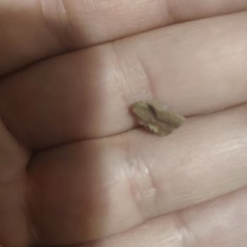 Yer Fıstıklı Bar İçinde Taş Parçası Şoku