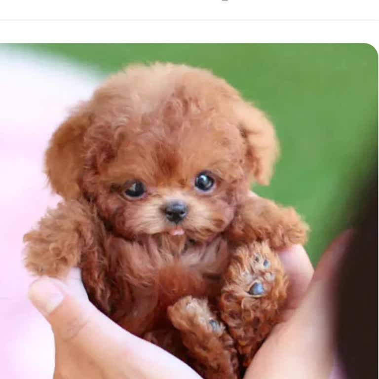 Kids Diyarı'ndan Gelen Hayal Kırıklığı: Oyuncak Köpek Sorunu