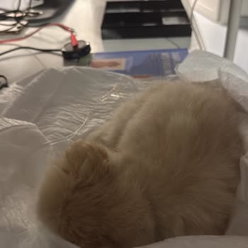 Patibul.com Üzerinden Yapılan Yanıltıcı Yavru Köpek Satışı