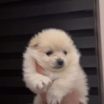 Patibul.com Üzerinden Yapılan Yanıltıcı Yavru Köpek Satışı