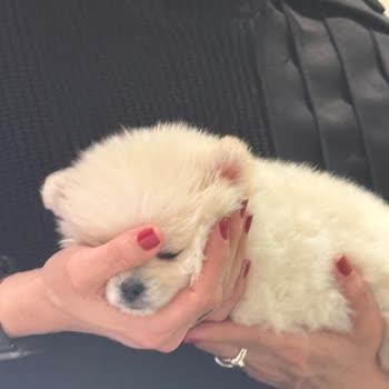 Patibul.com Üzerinden Yapılan Yanıltıcı Yavru Köpek Satışı