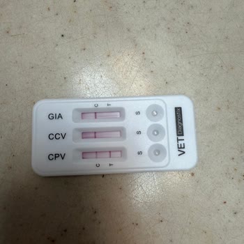 Patibul.com Üzerinden Yapılan Yanıltıcı Yavru Köpek Satışı