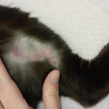 Adraga Veteriner Kliniği Tıraş Etmeden Damar Yolu Bulması