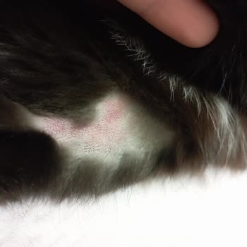 Adraga Veteriner Kliniği Tıraş Etmeden Damar Yolu Bulması