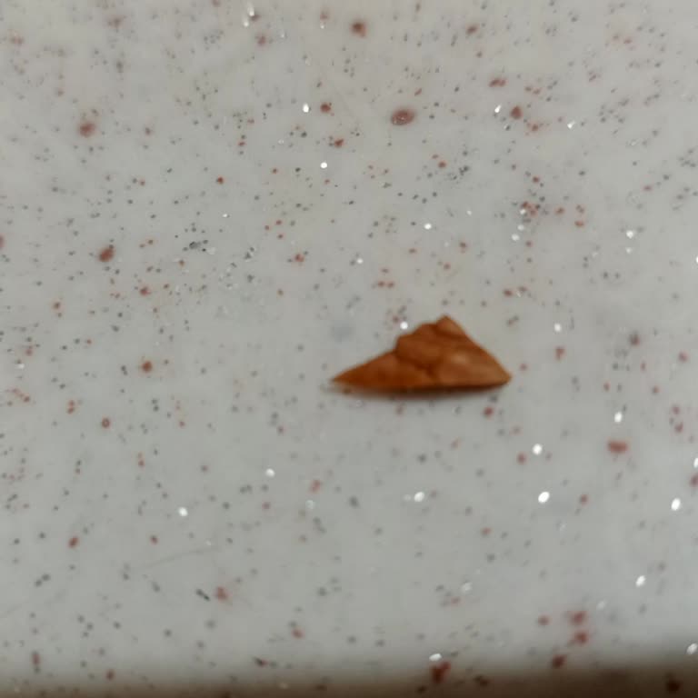 Baklavada Ceviz Kabuğu Şoku: Sağlığımız Tehlikede