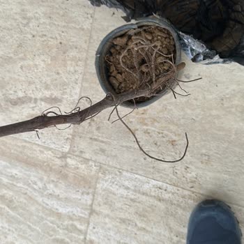 Fidancidan.com Kuruyan Ürünler ve Kötü Müşteri Hizmetleri