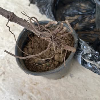 Fidancidan.com Kuruyan Ürünler ve Kötü Müşteri Hizmetleri