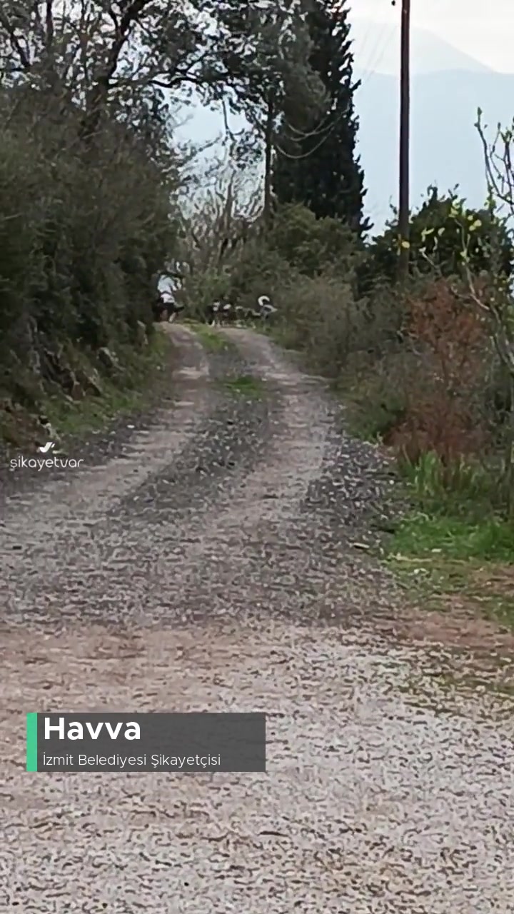 İzmit Belediyesi Köpek Sorununa Lütfen Bir Çare Bulun! videonun kapak resmi