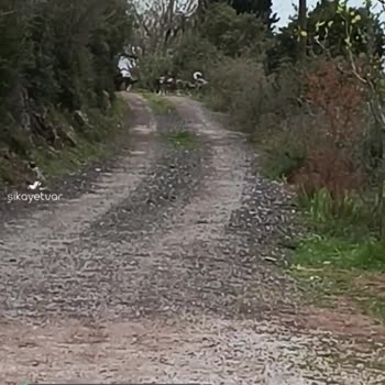 İzmit Belediyesi Köpek Sorununa Lütfen Bir Çare Bulun!