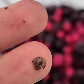 Dondurulmuş Meyvelerden Çıkan Böcek Şoku