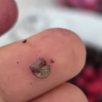 Dondurulmuş Meyvelerden Çıkan Böcek Şoku