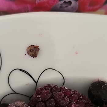 Dondurulmuş Meyvelerden Çıkan Böcek Şoku