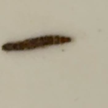 Kedilerime Kurtlu Mama Yedirildi: Mağduriyetim Giderilmiyor!