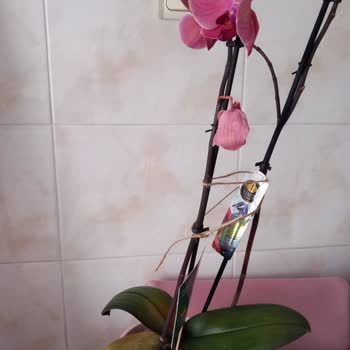 Çiçek Sepeti Çiçek Sepeti Kötü Teslimat Ve Yetersiz Müşteri Hizmeti!