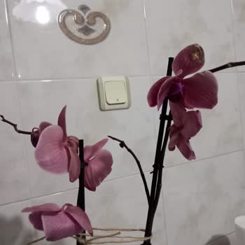 Çiçek Sepeti Çiçek Sepeti Kötü Teslimat Ve Yetersiz Müşteri Hizmeti!