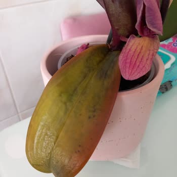 Çiçek Sepeti Çiçek Sepeti Kötü Teslimat Ve Yetersiz Müşteri Hizmeti!