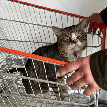 Yaralı Kediye Duyarsızlık Ve Personel Saygısızlığı