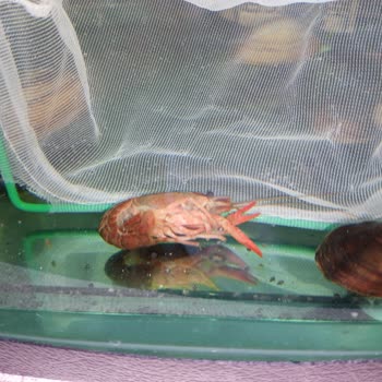 Pet Empire Petshop Ölü Kerevit Ve Yanıltıcı Kargo Deneyimi